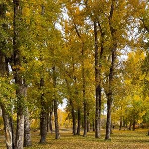 Meet your Posher, Caren